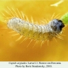 cupido argiades rostov larva l1